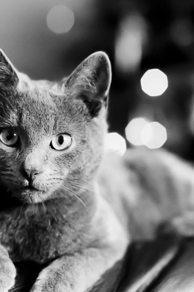 лежит, cat, bartholomew photography, кот, чёрно-белое, взгляд, кошка