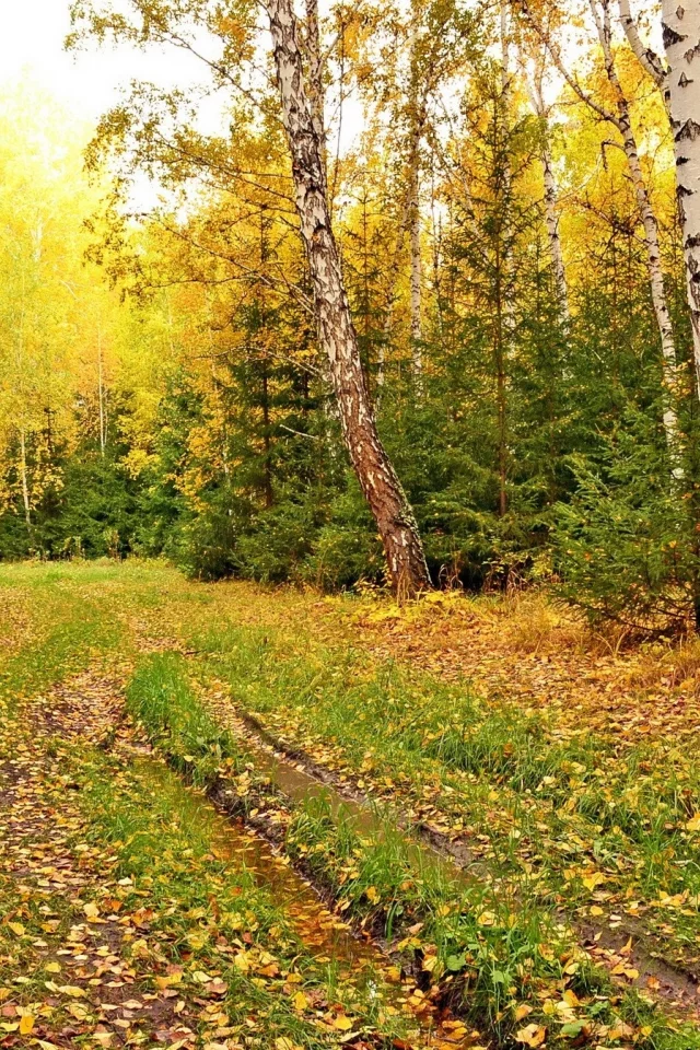 природа, дороги, осень, дорога, лес