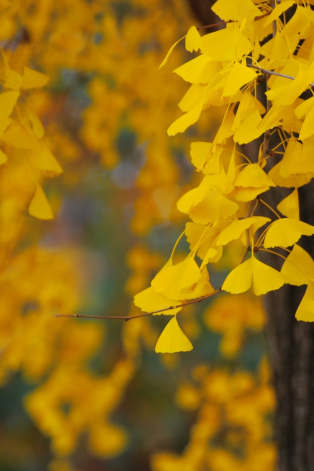 листья, листва, осень, желтые, дерево, природа