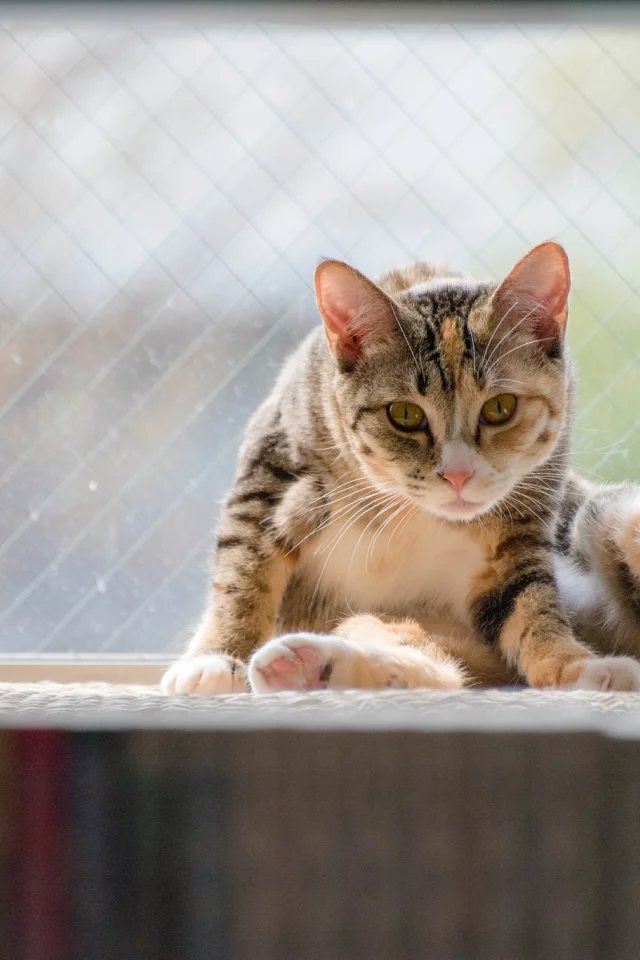 фон, sitting, window, животное, cat, кот, кошка, animal, сидит, окно
