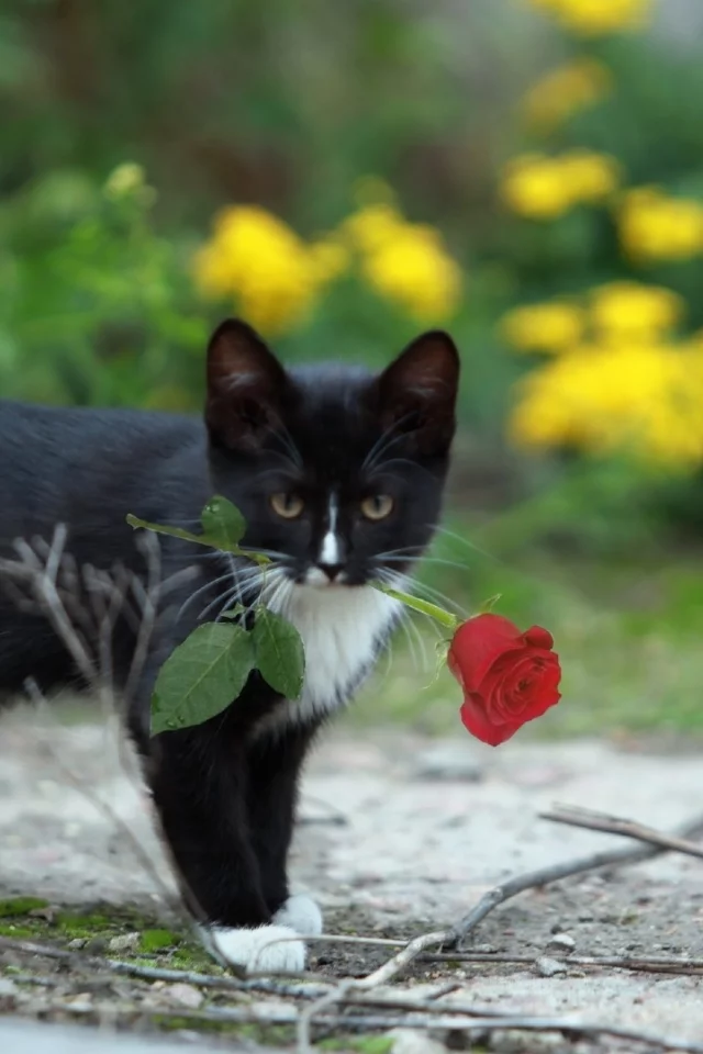 котенок, роза