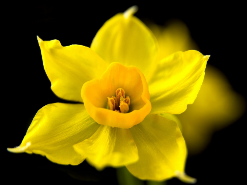 цветок, весна, макро, темный фон, нарцисс, желтый