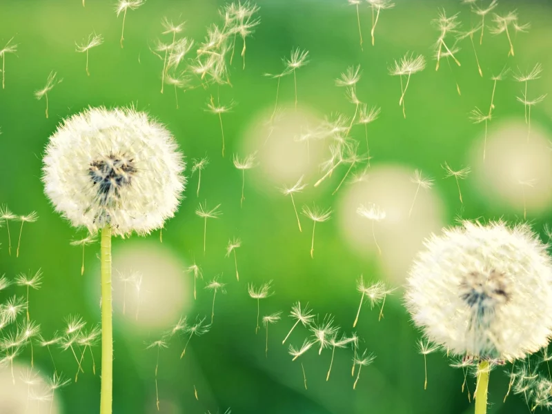 dandelion, боке, природа, одуванчики, одуванчик, макро