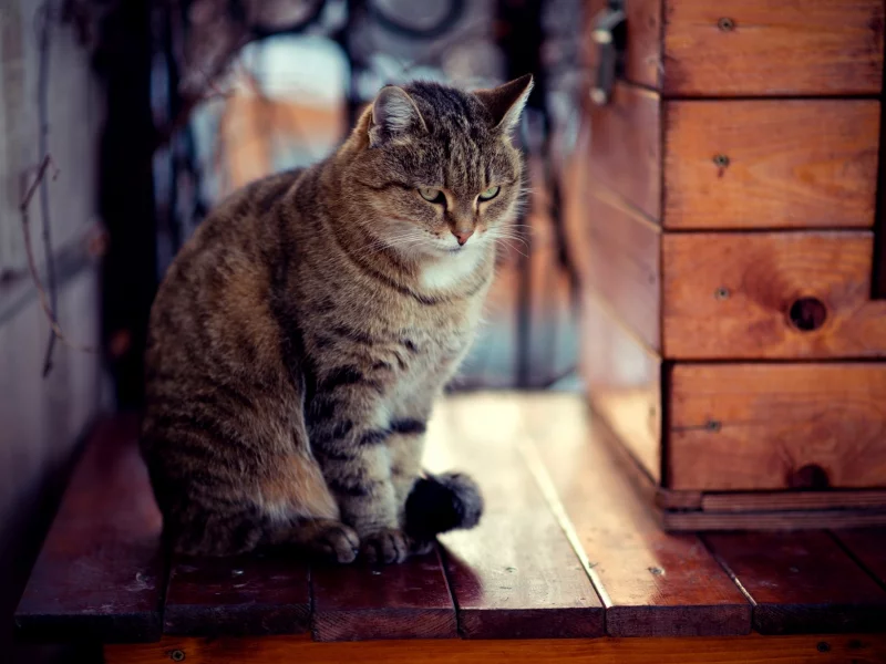 зима, кот, взгляд, сидит, кошка, доски, снег