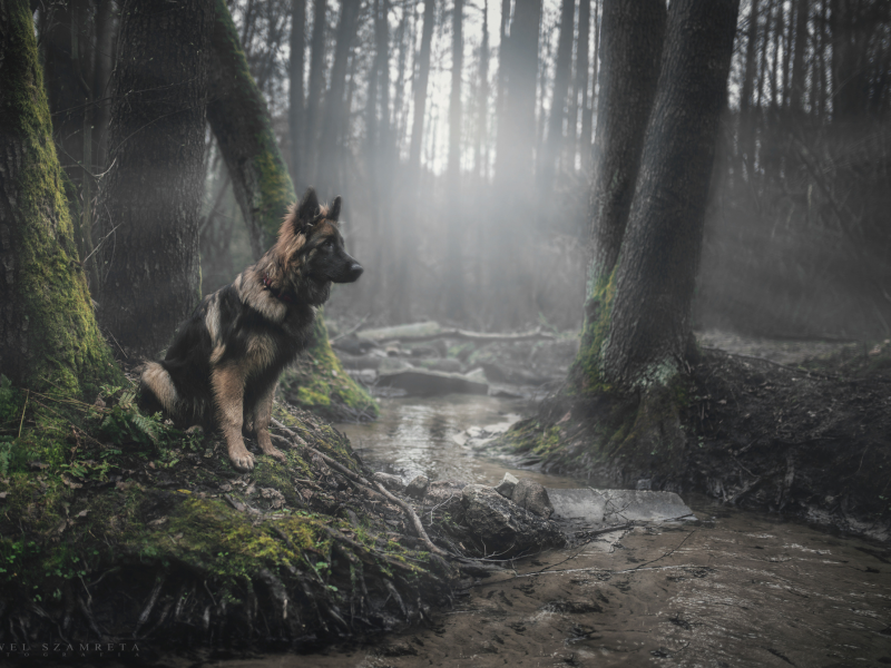 лес, ручей, собака, взгляд