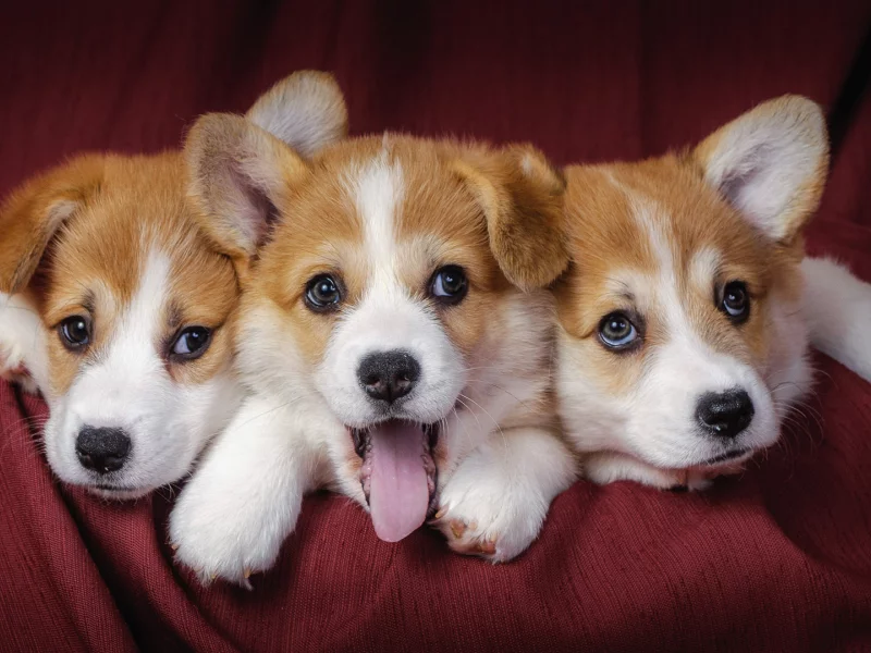 dogs, corgi, pembrok2
