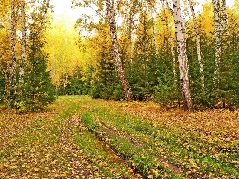 природа, дороги, осень, дорога, лес