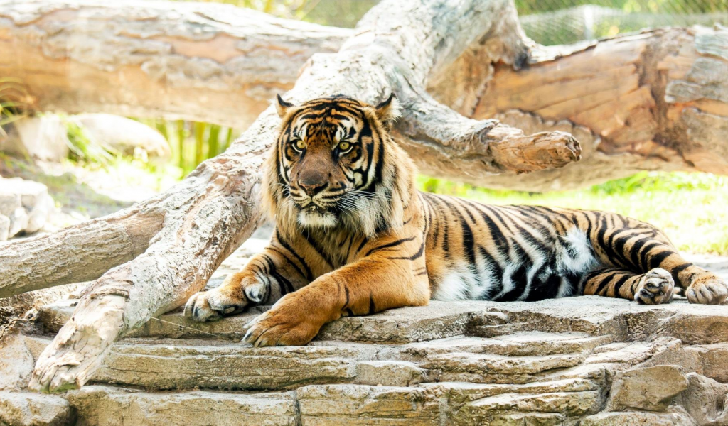 тигр, лежит, отдыхает