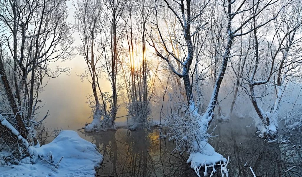 природа, зима, деревья, туман, снег
