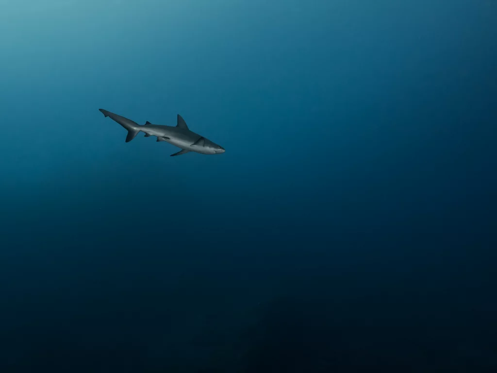 море, глубина, , синева, акула, одиночка, на охоте, хищница