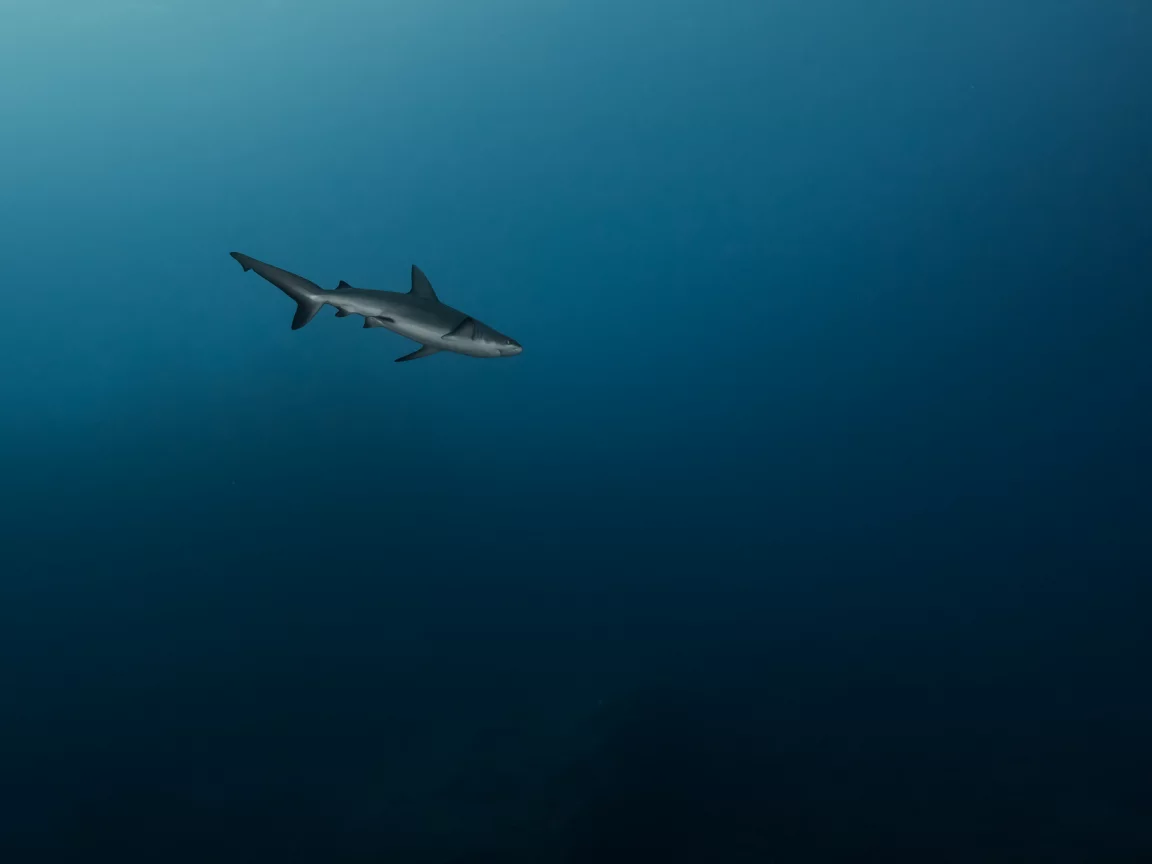 море, глубина, , синева, акула, одиночка, на охоте, хищница