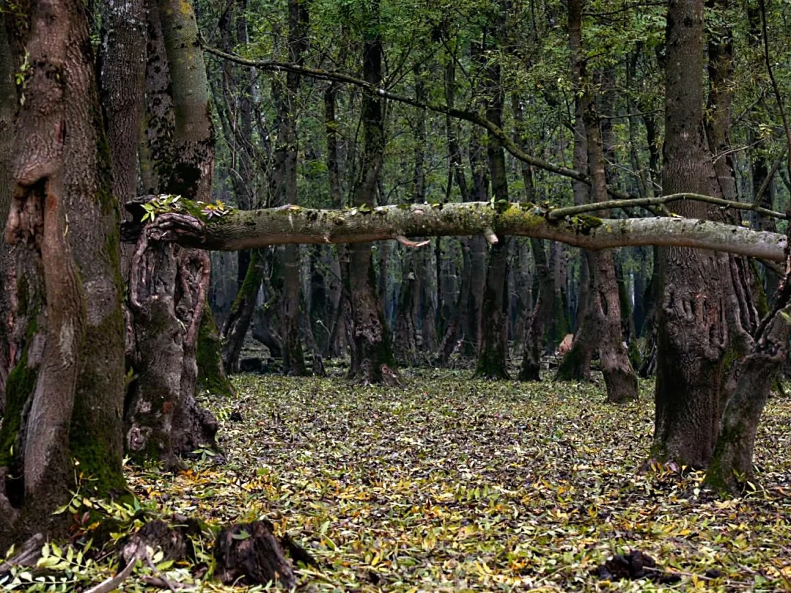 природа, ЛЕС