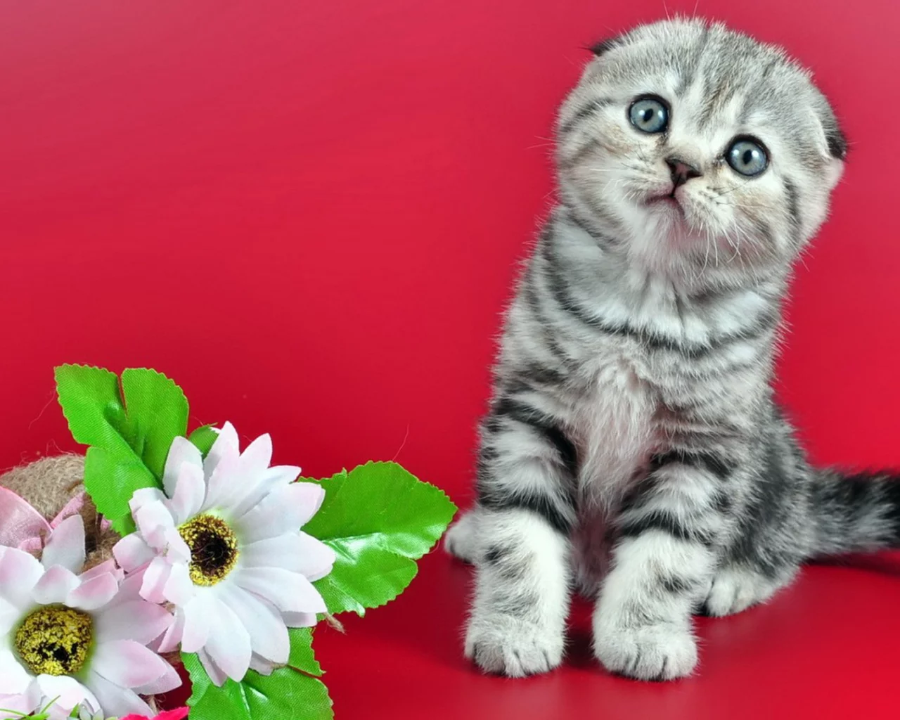 цветы, котенок