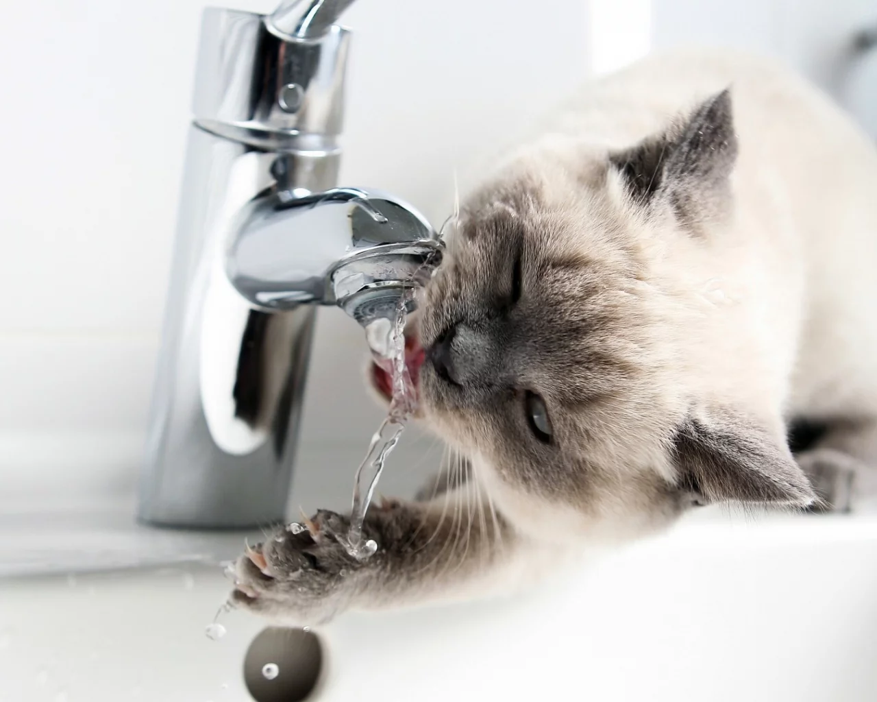 кот, кран, вода