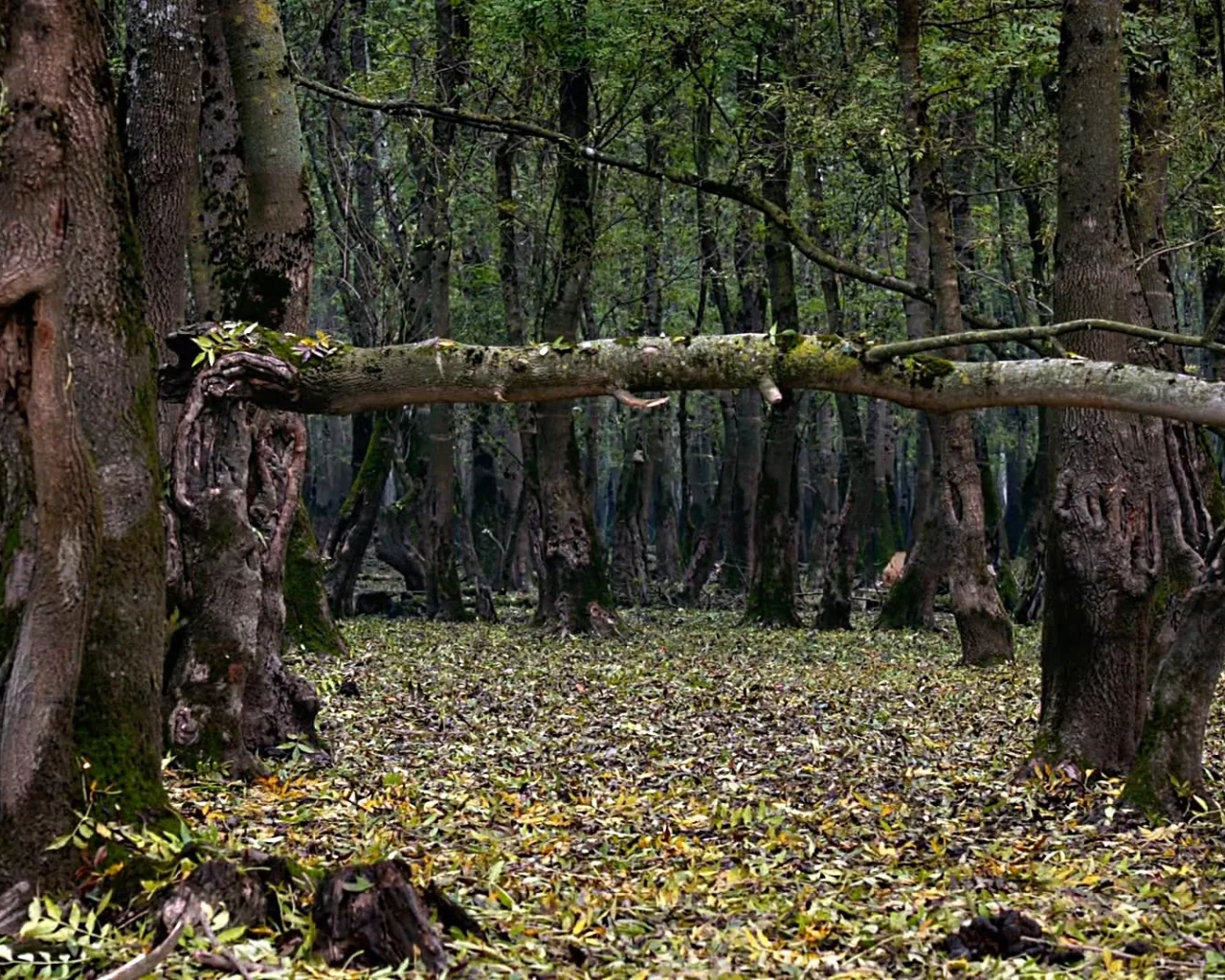 природа, ЛЕС