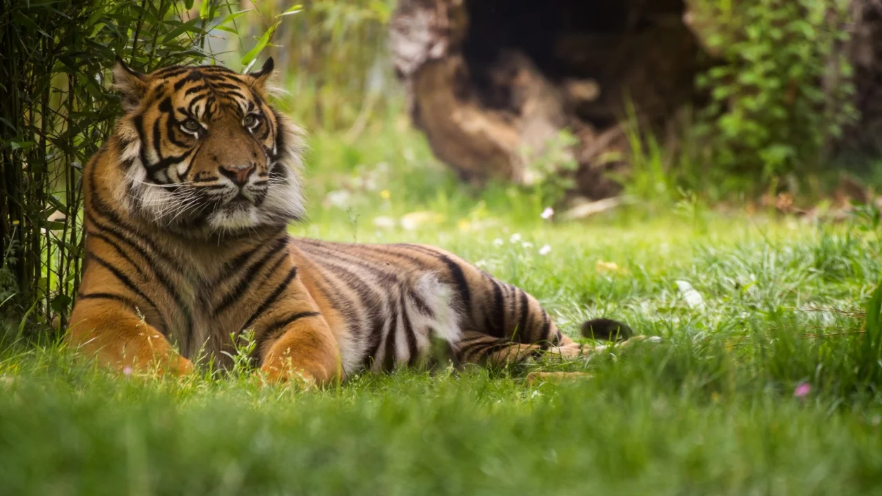 tiger, животные, тигры, тигр