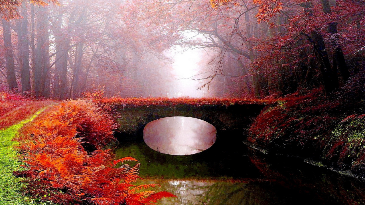 река, осень, мост, парк, туман