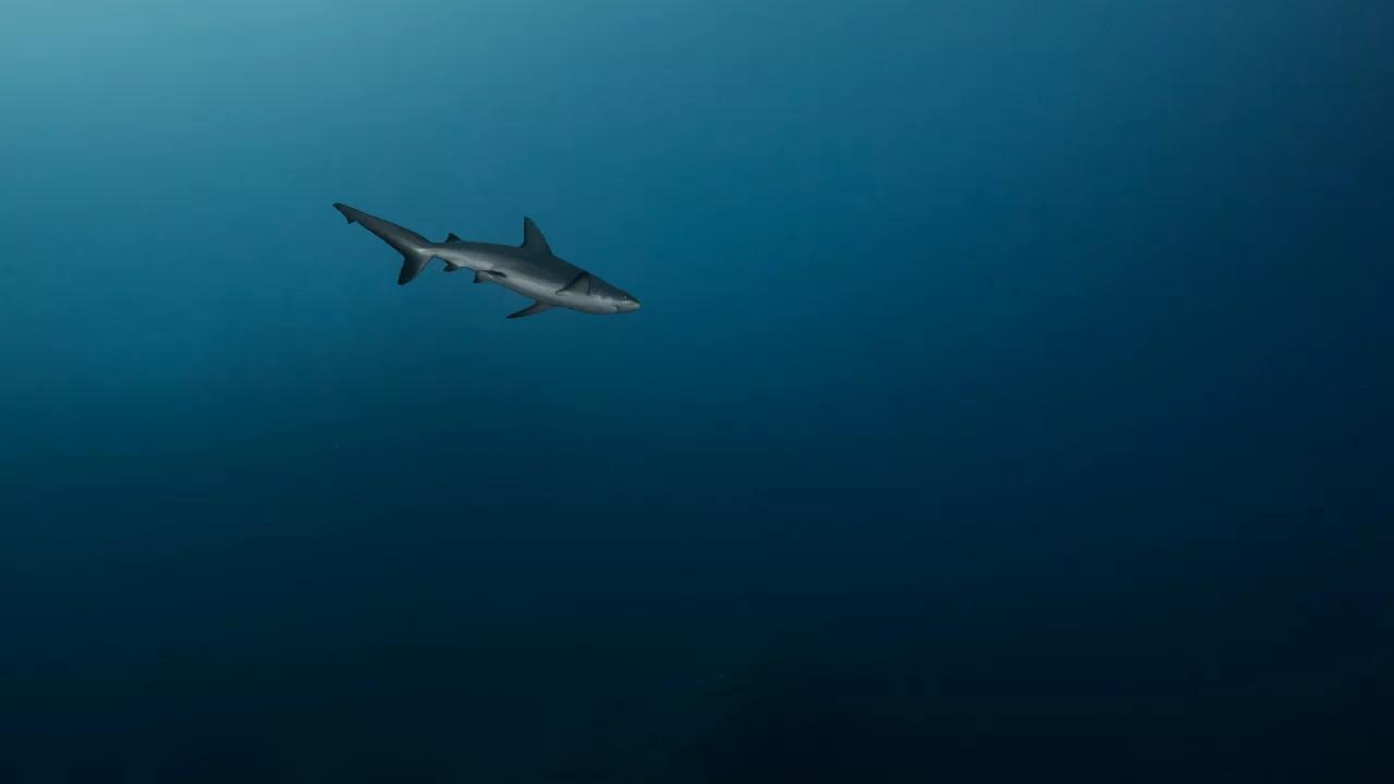 море, глубина, , синева, акула, одиночка, на охоте, хищница
