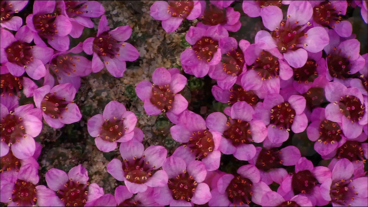 природа, цветы