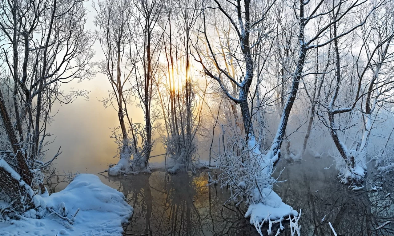 природа, зима, деревья, туман, снег