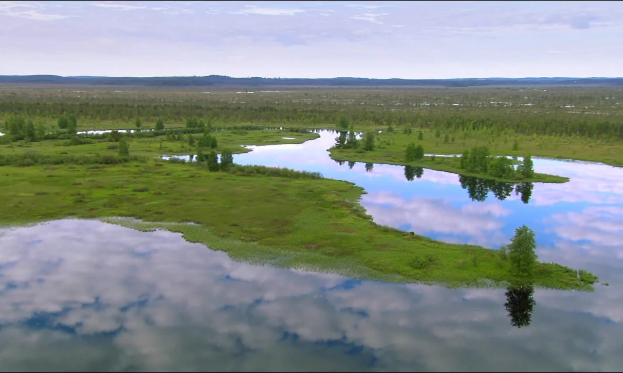 природа, вода, болото