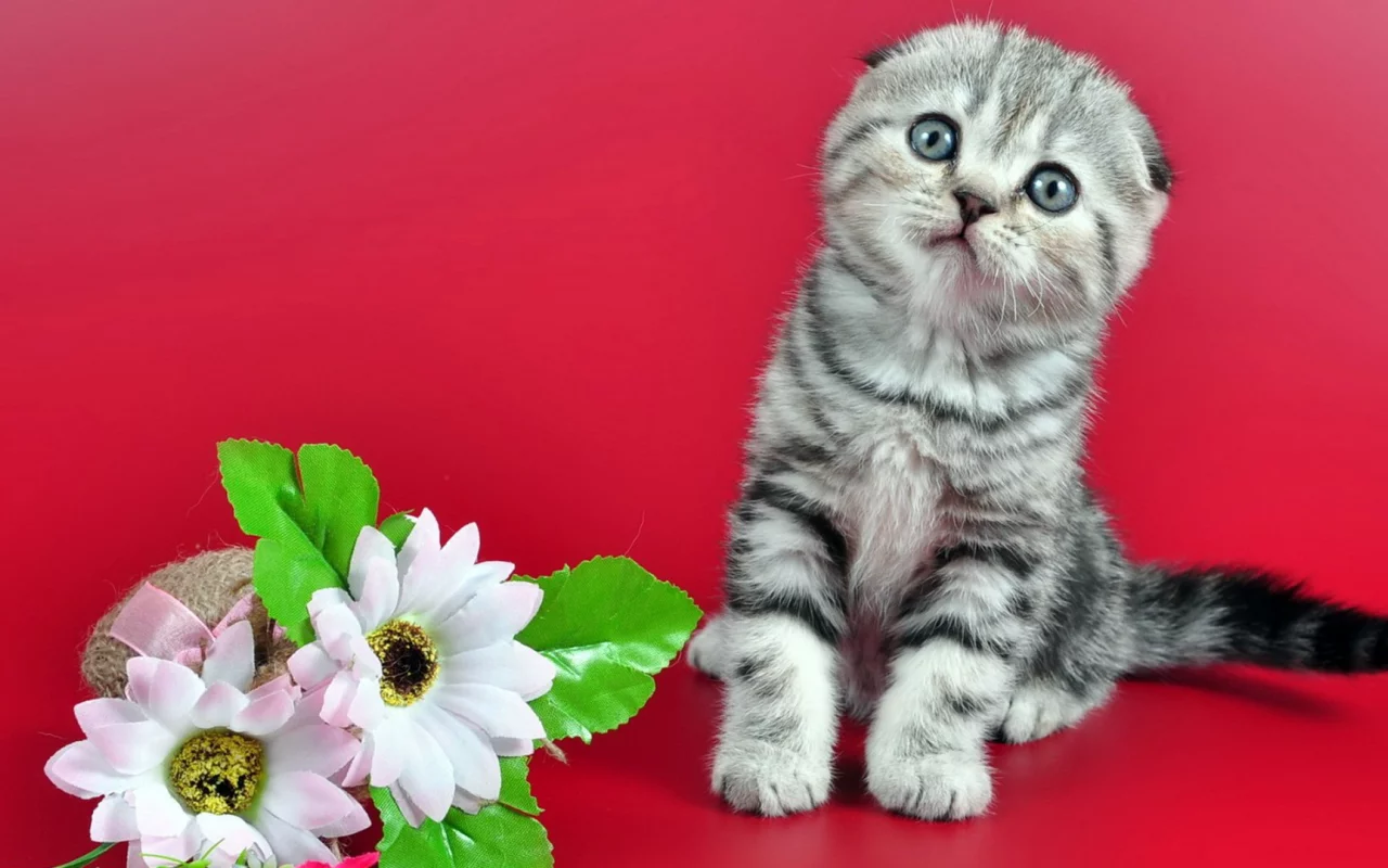 цветы, котенок