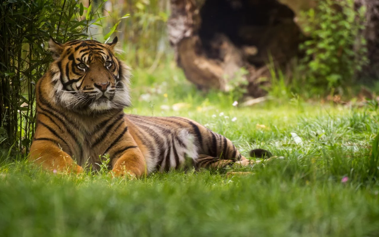 tiger, животные, тигры, тигр