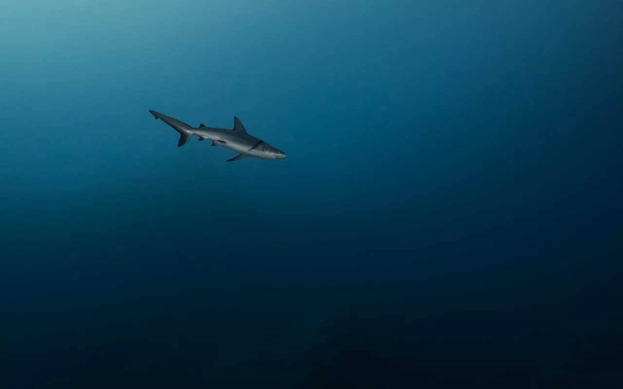 море, глубина, , синева, акула, одиночка, на охоте, хищница