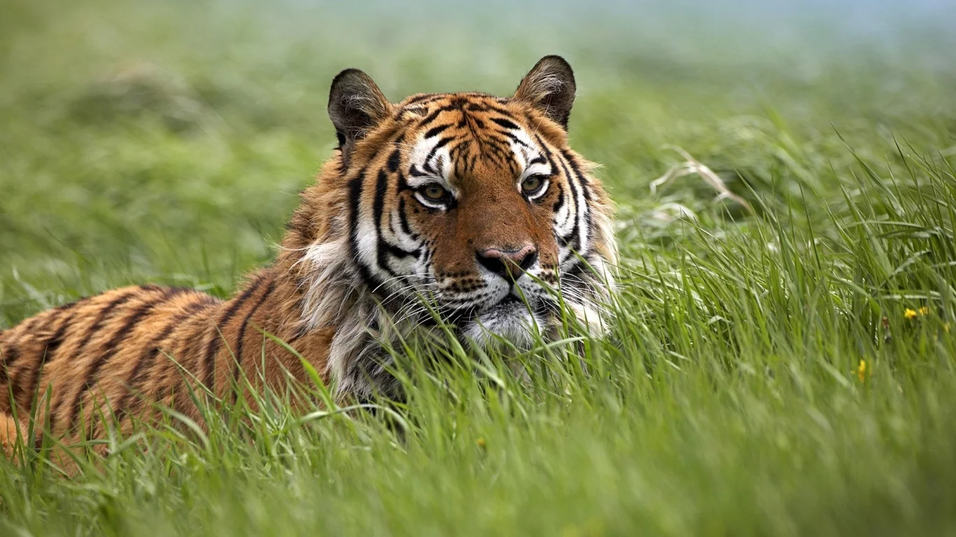 bengal, tiger, grass, wild, bigcat