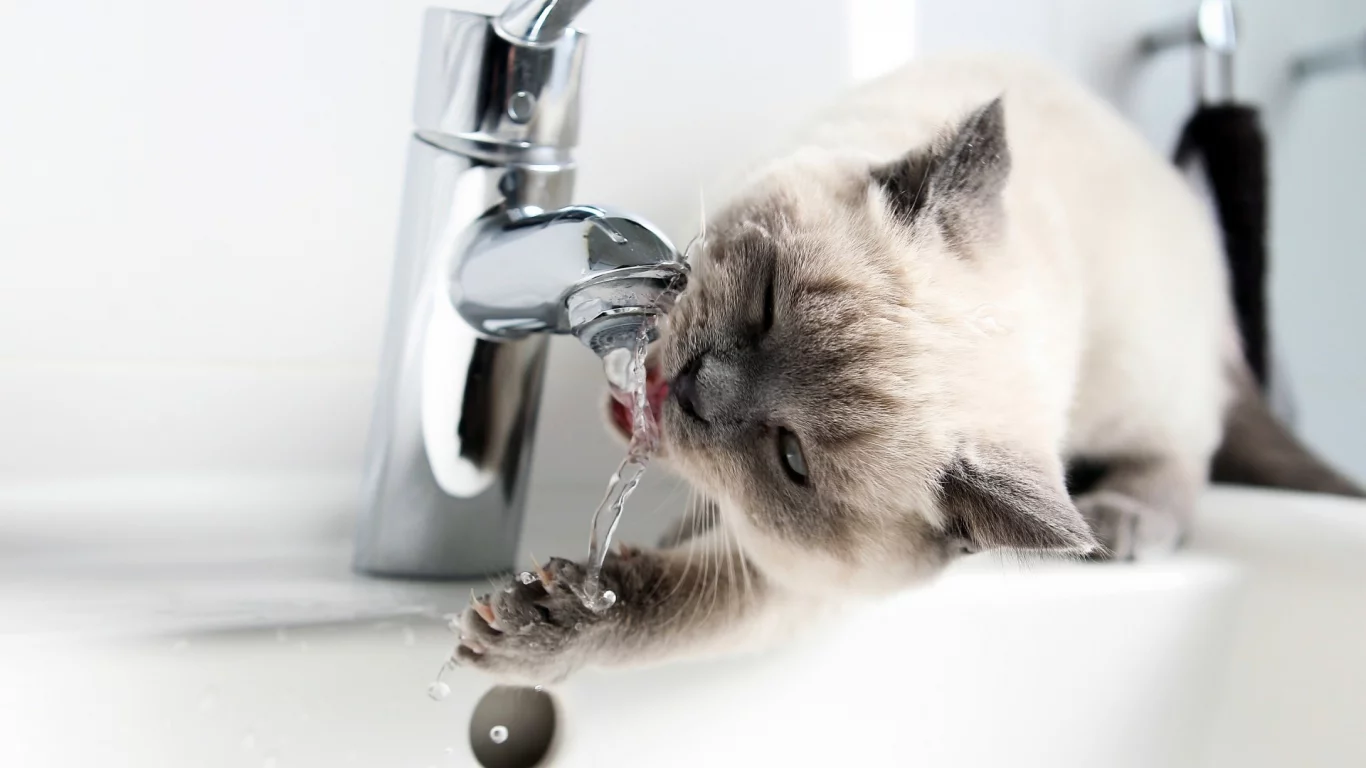 кот, кран, вода
