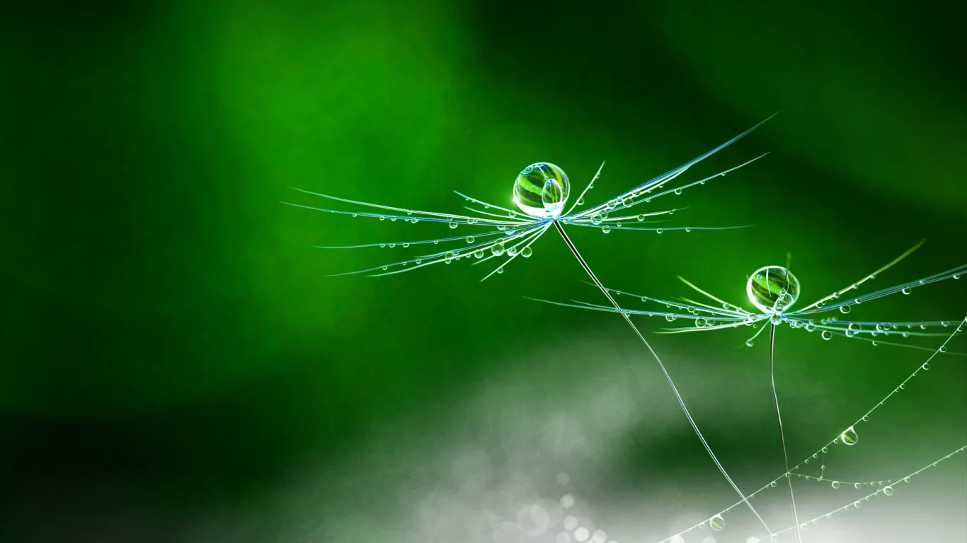 rain, flower, nature, dandelion, matej hudak