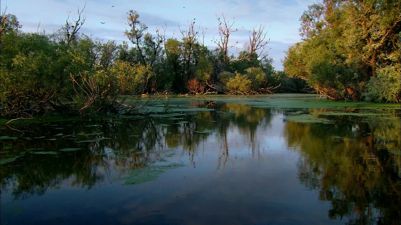 природа, вода, ручей