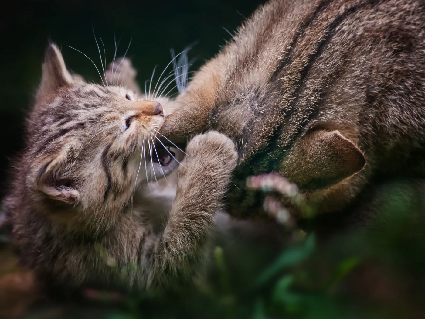 серые, котенок, игра, кошка, семейство