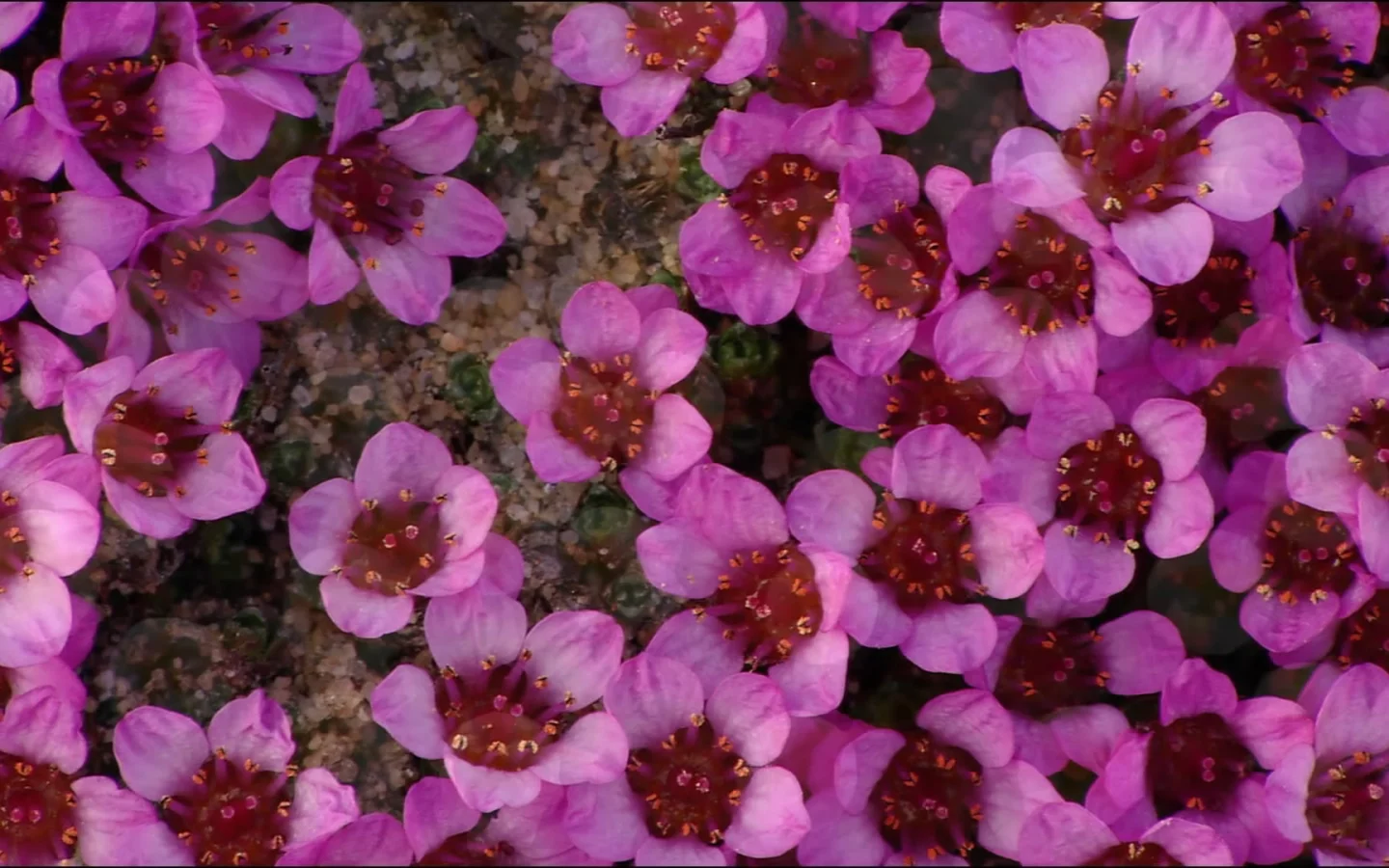 природа, цветы