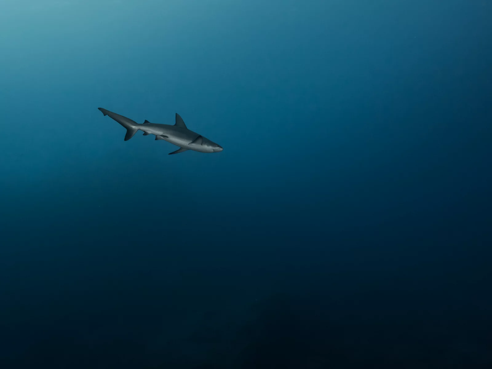 море, глубина, , синева, акула, одиночка, на охоте, хищница
