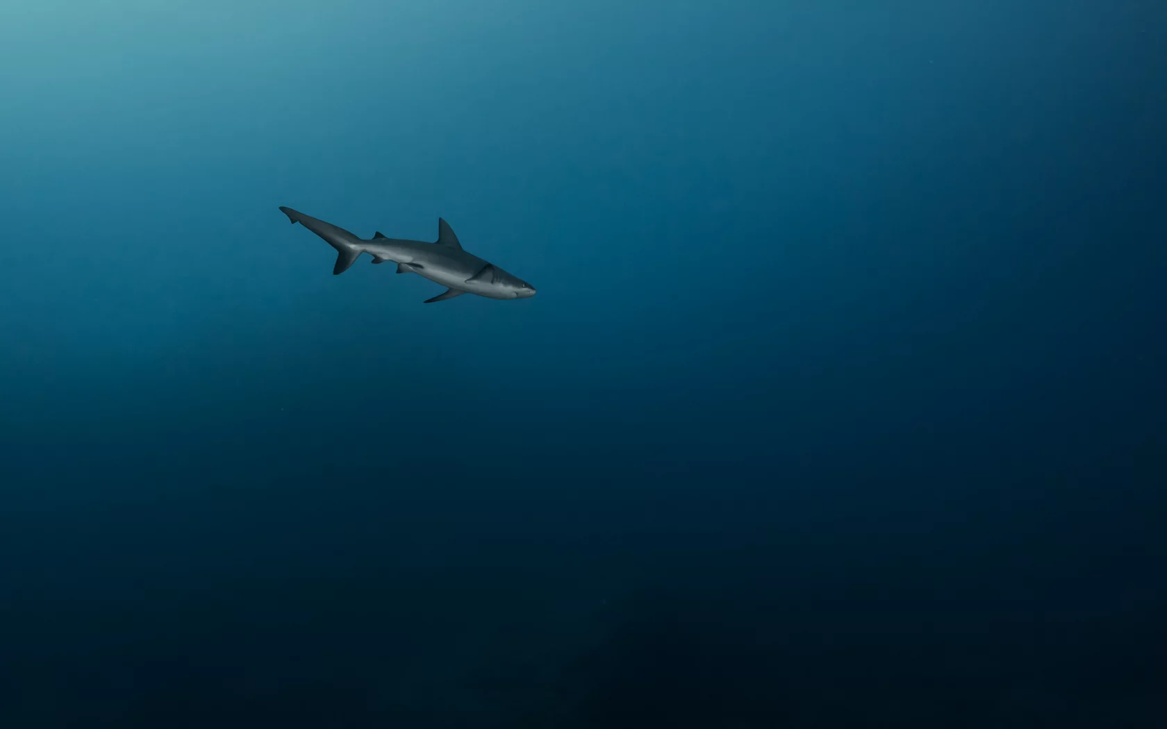 море, глубина, , синева, акула, одиночка, на охоте, хищница