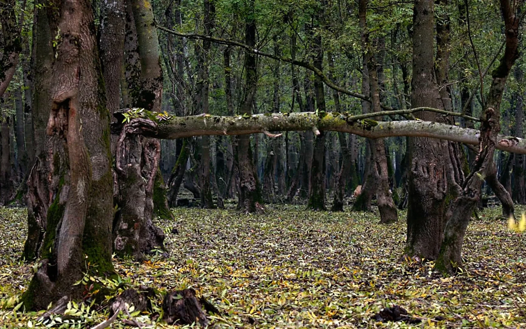 природа, ЛЕС