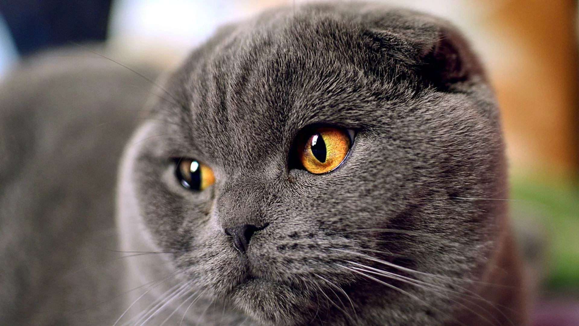 шотландский, кот, вислоухий