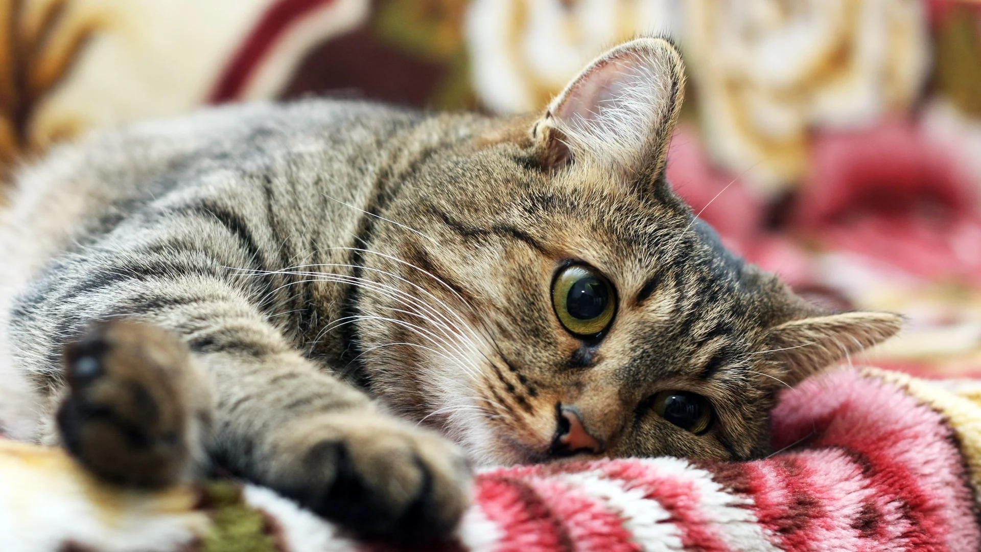 кот, грустит