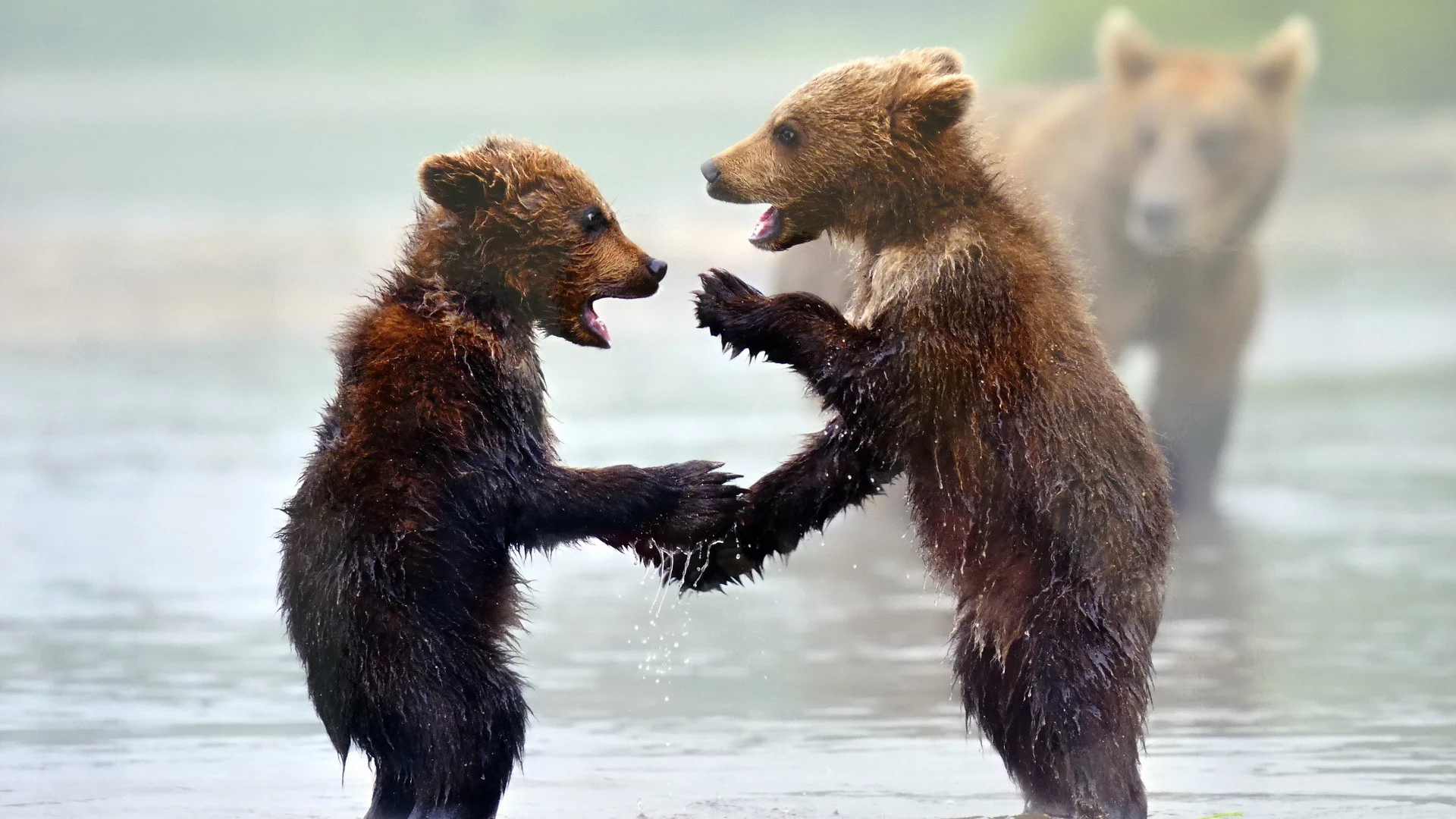 фон, медведи, природа