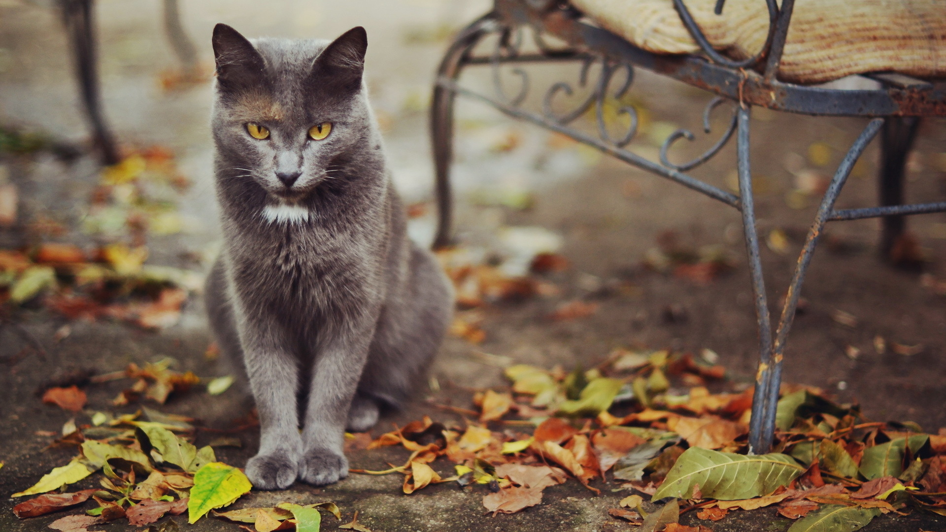кошка, улица, листья