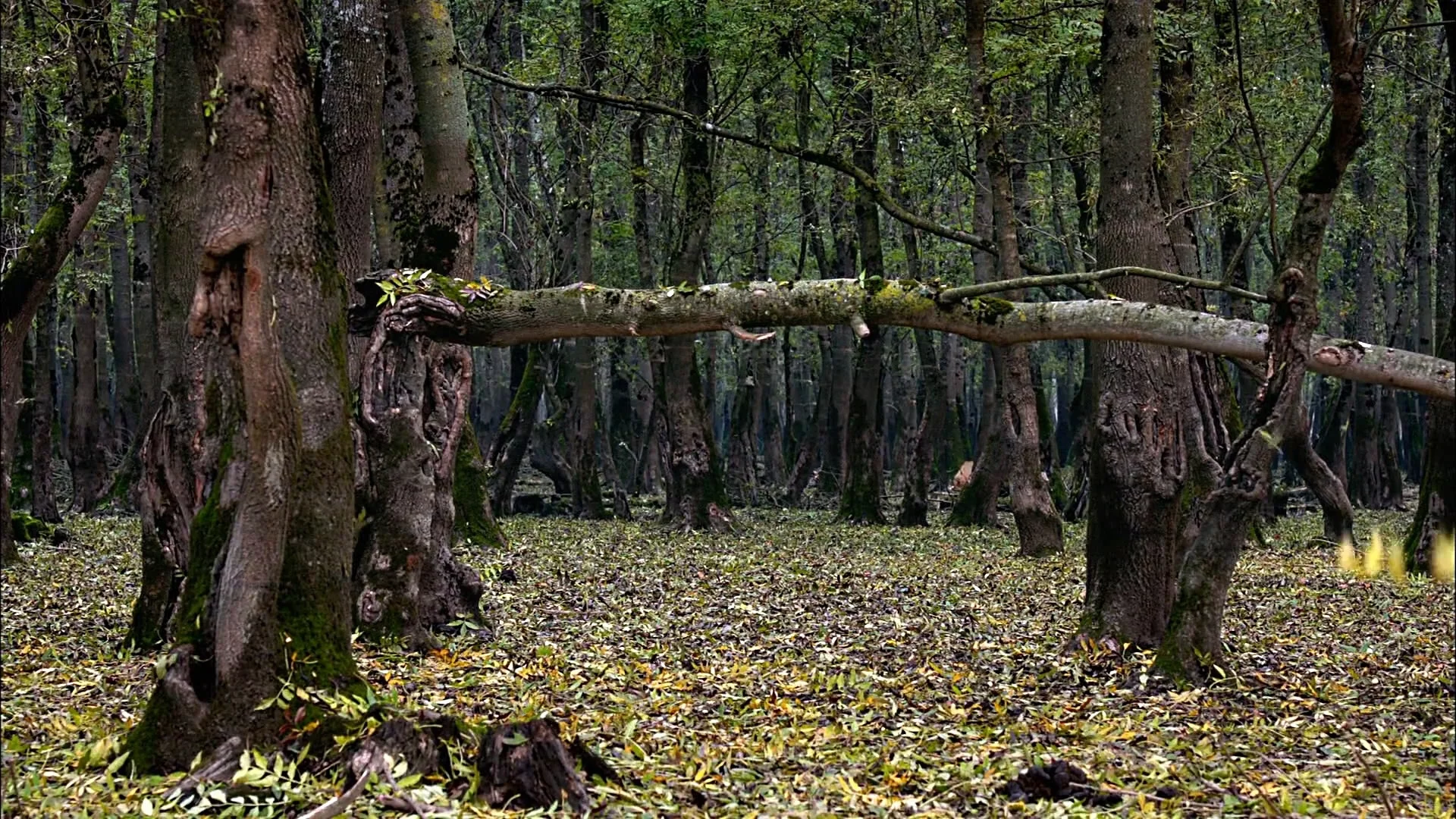 природа, ЛЕС