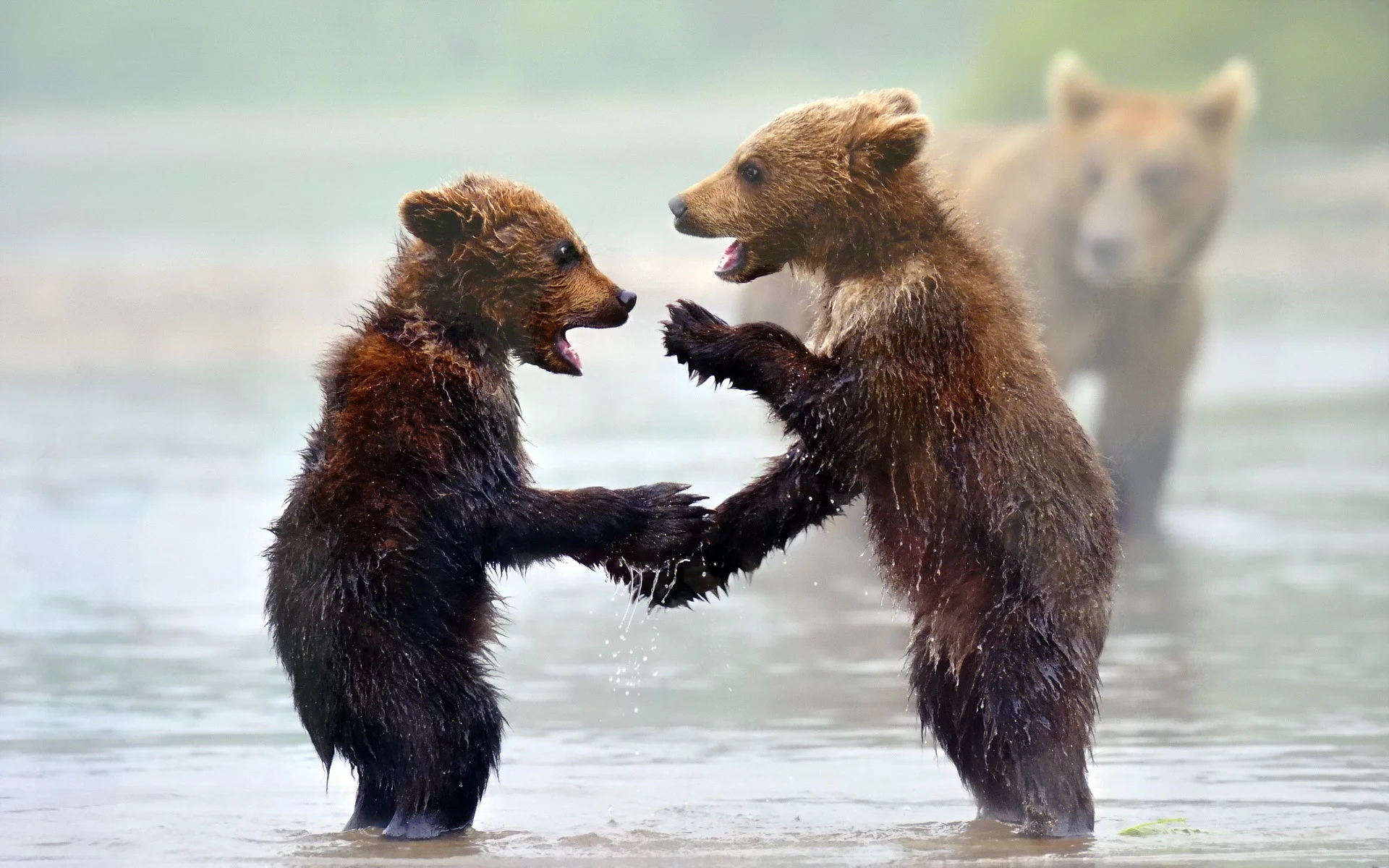 фон, медведи, природа
