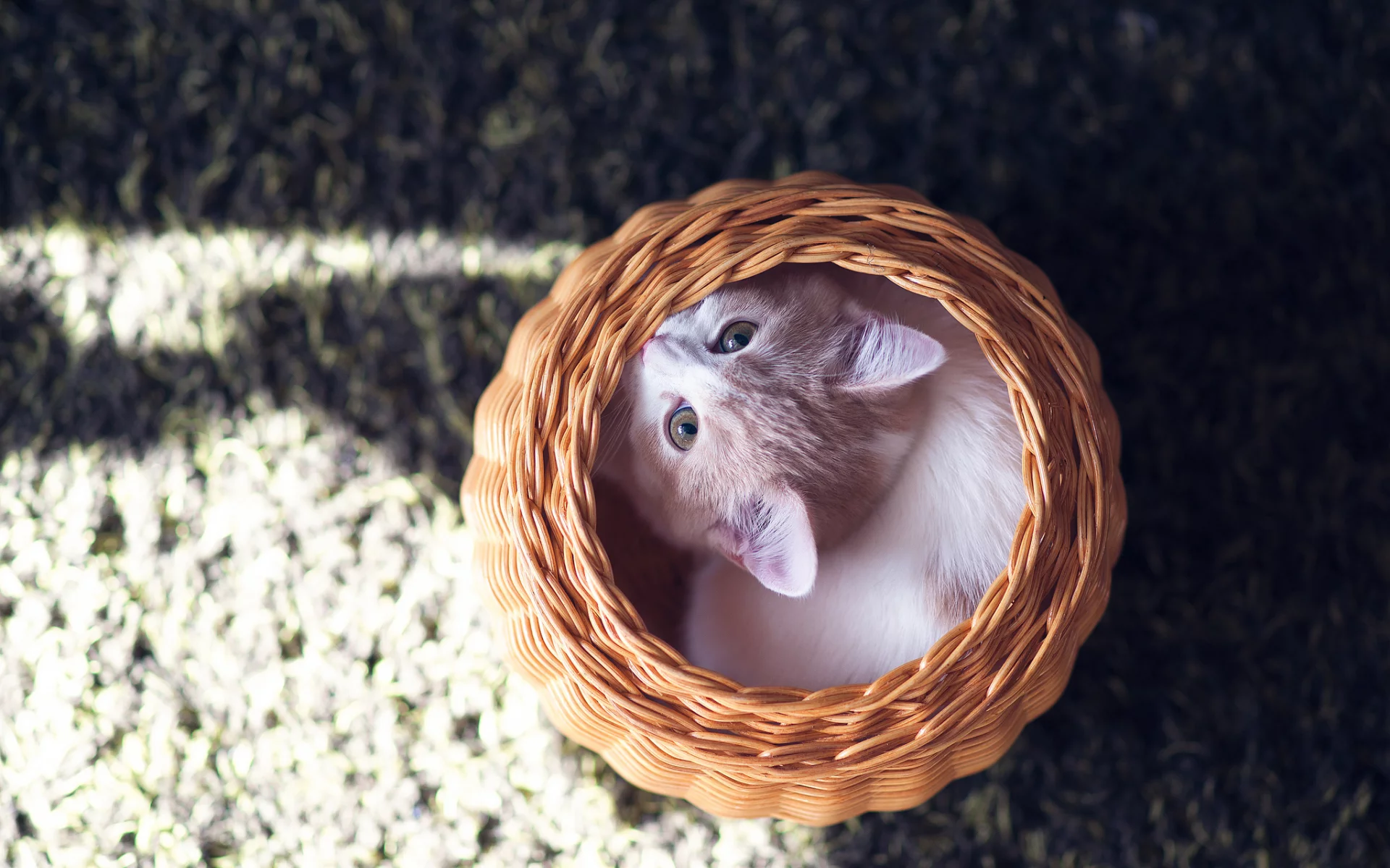 котенок, корзина