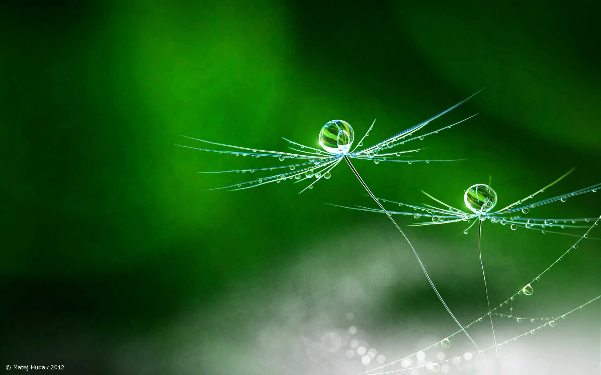 rain, flower, nature, dandelion, matej hudak