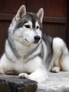 собака, охраняет