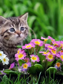 котенок, цветы