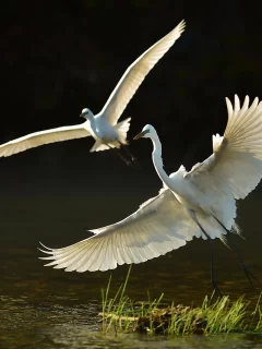 озеро, вода, ночь, птицы, цапли, полёт, трава
