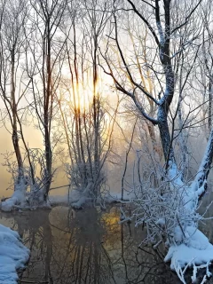 природа, зима, деревья, туман, снег