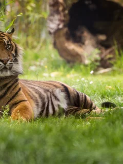 tiger, животные, тигры, тигр